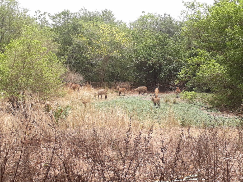 Bourgie-Travel-Exploring-Northern-Nigeria-Gurara-Falls-Yankari-Reserve-Wikki-Warm-Spring-Jos-National-Museum-animals.jpg